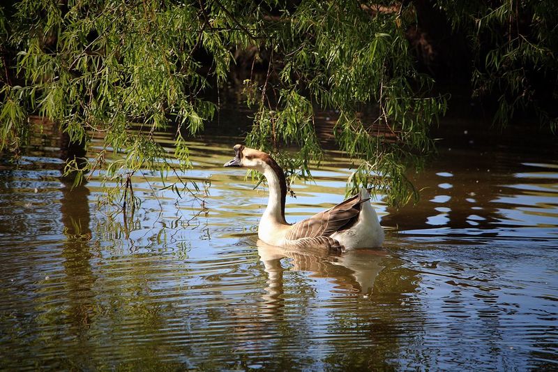 Duck swimming in lake