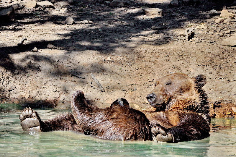 Brown bear relaxing in lake on sunny day