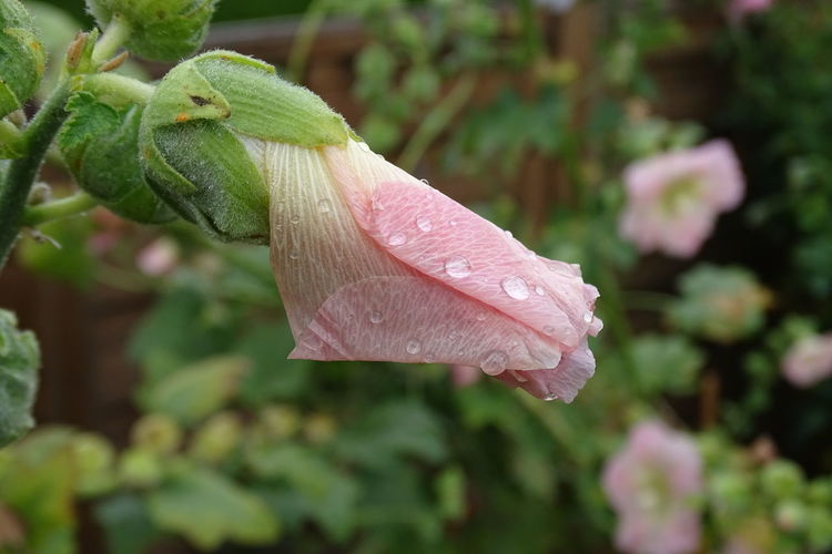 Close-up of raindrops on pink flower
