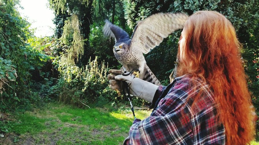 Woman stroking hawk