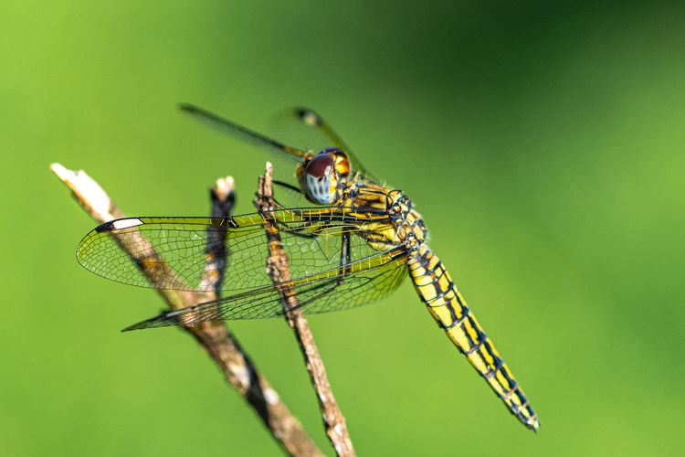 Banded groundling dragonfly, brachythemis leucosticta, resting on a branch twig, entebbe, uganda