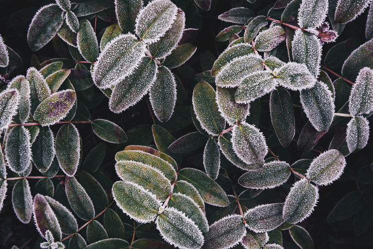 Close-up of succulent plant