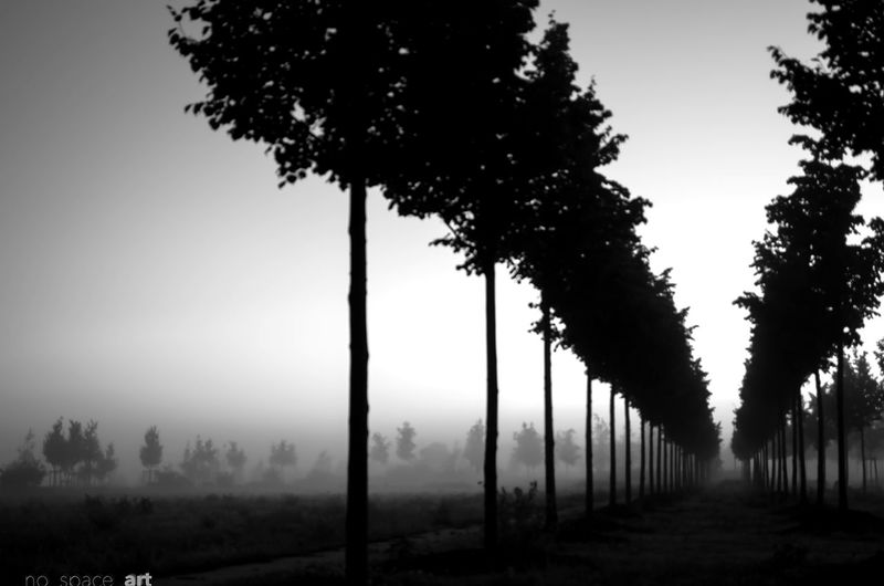 Trees on landscape against clear sky in foggy weather