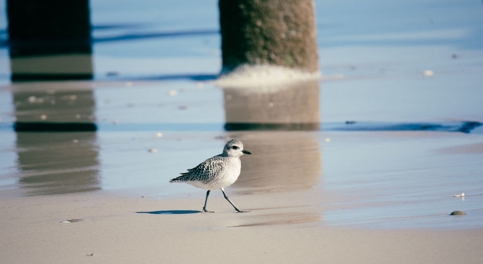 Seagull perching on beach