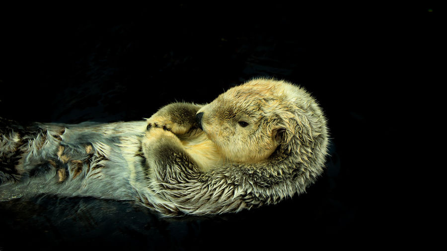 Close-up of otter against black background