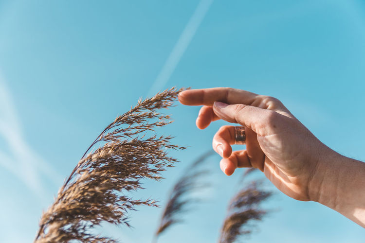Low angle view of cropped hand touching plant against clear blue sky