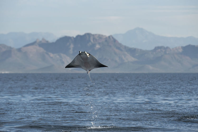 A mobula manta ray jumping out of the water at espíritu santo island.