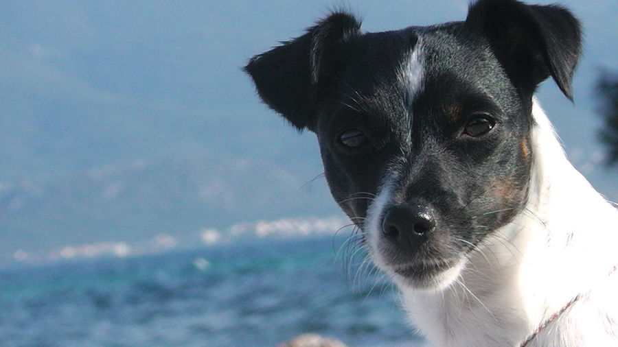 Close-up portrait of dog against sky