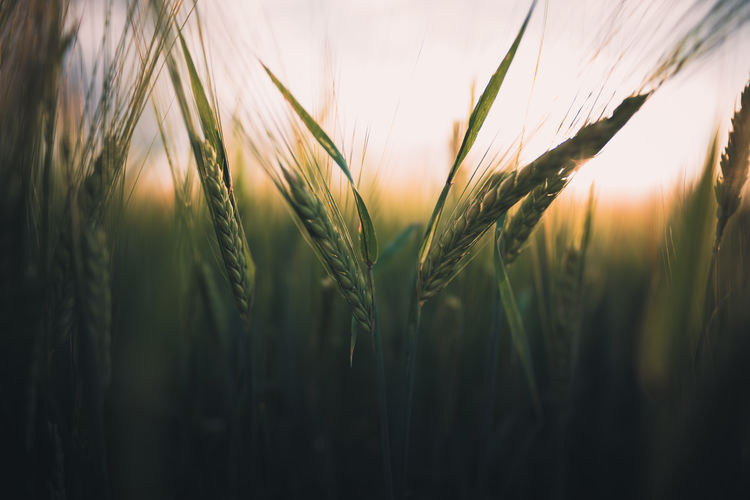 Close-up of wheat growing on field against sky