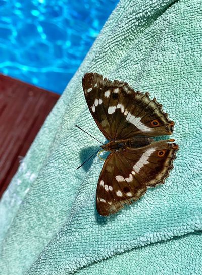 High angle view of butterfly on swimming pool