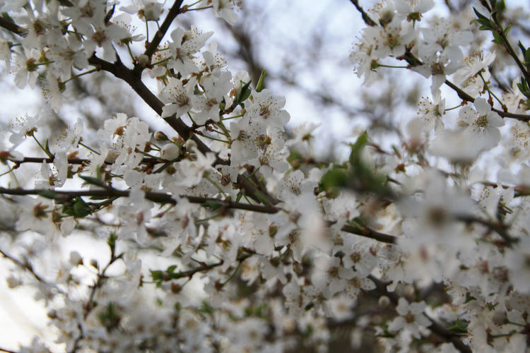 Low angle view of white apple blossoms in spring