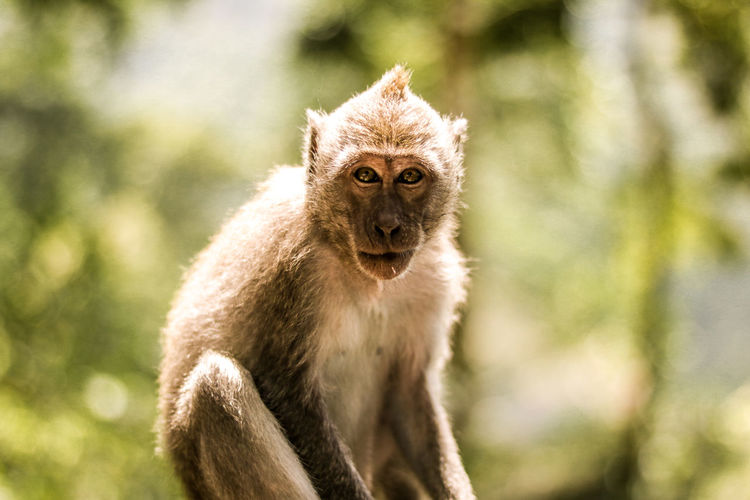 Close-up portrait of monkey