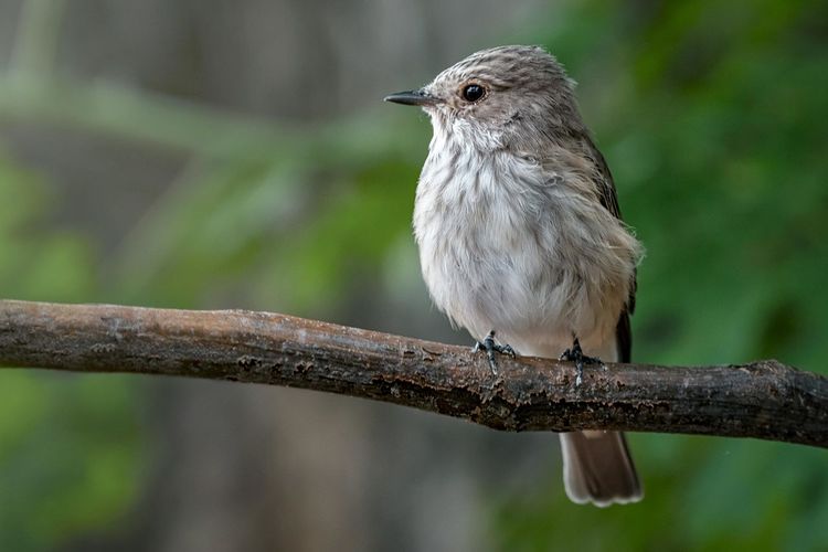 Close-up of bird perching on branch