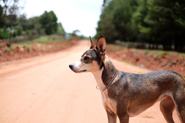 Portrait of dog on road