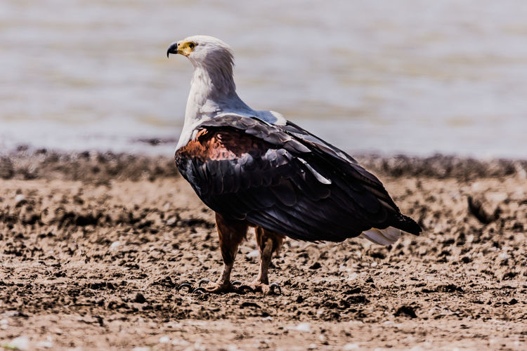 African fish eagle on the ground looking over the pond of water