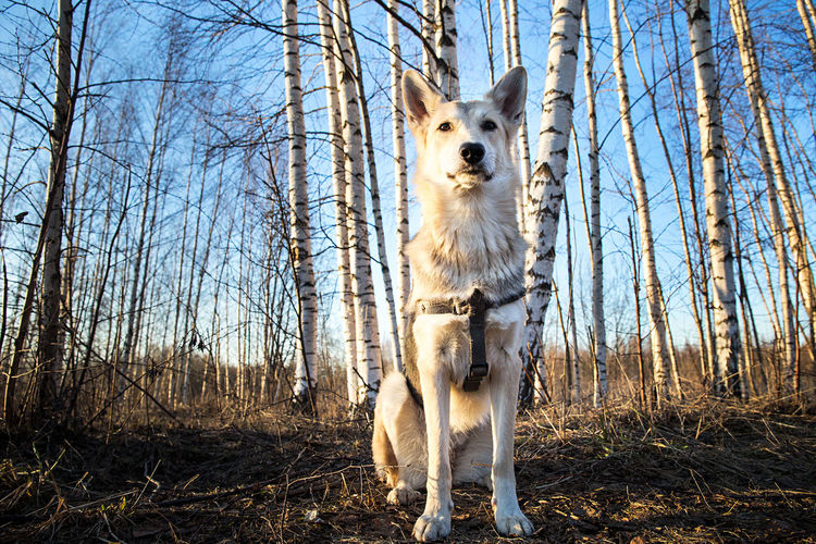 Dog sitting in forest