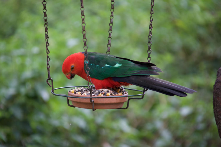 Close-up of parrot perching on tree