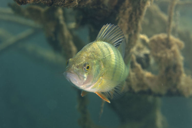 Underwater photo of perca fluviatilis, commonly known as the common perch in soderica lake, croatia