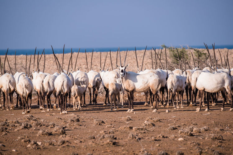 Group of arabian oryx on field shows their backs but one of them fearlessly shows his face against.