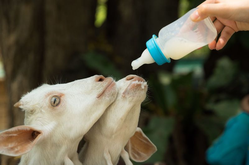 Feeding goat milk