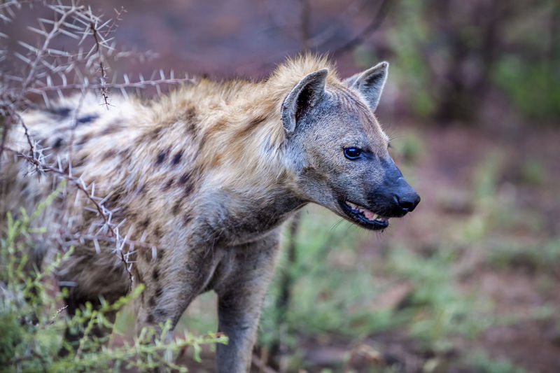 Close-up of hyena in forest