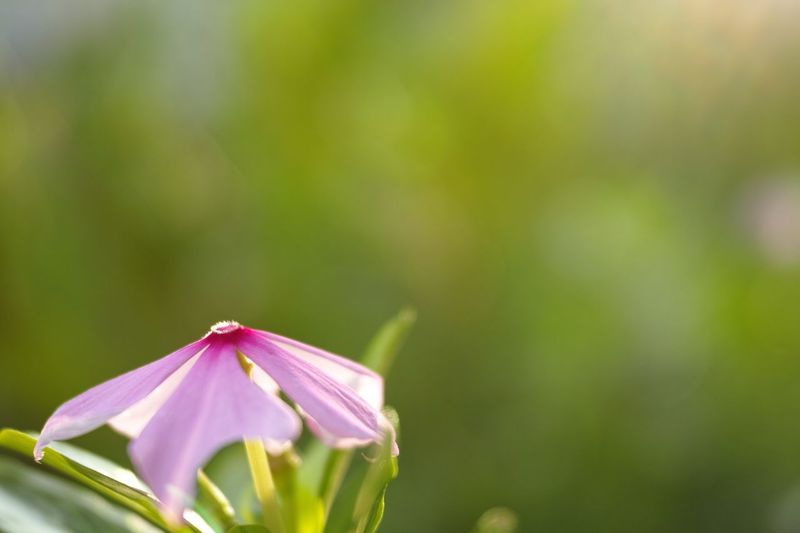 Close-up of periwinkle blooming outdoors