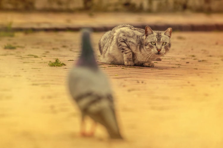 Cat and pigeon on footpath