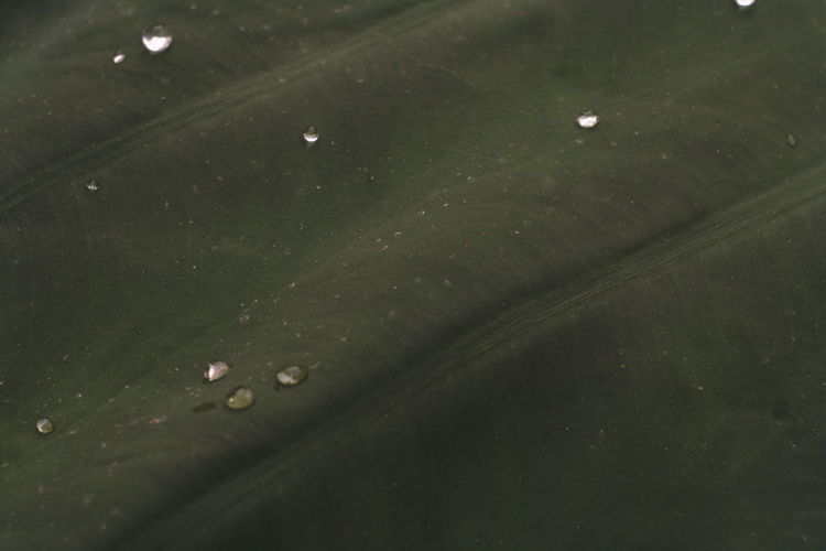 High angle view of raindrops on leaves