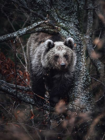 View of bear in forest during winter