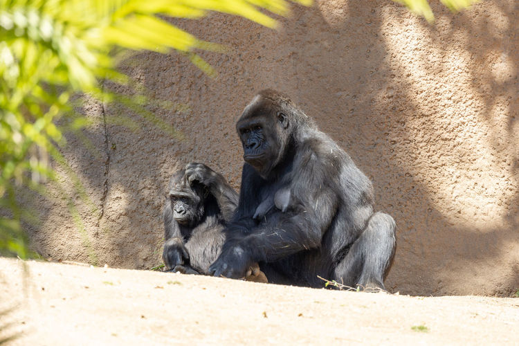 Mother gorilla with her child