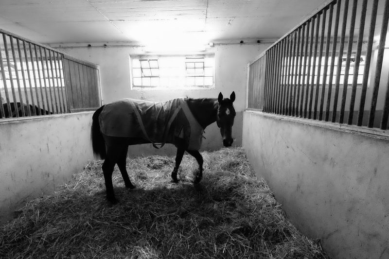 Horse standing in stable