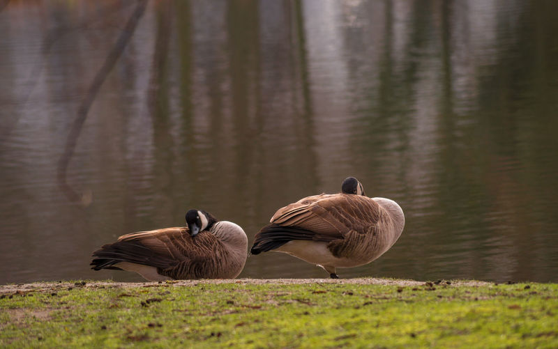Canada geese resting on grass against lake