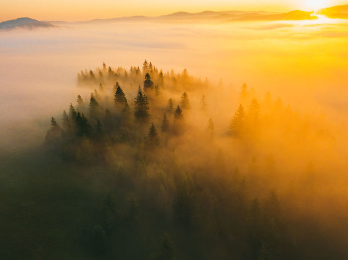 Misty mountain forest landscape in the morning