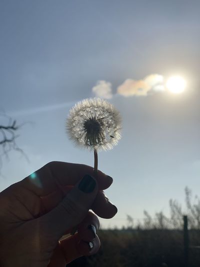 Close-up of hand holding dandelion against sky