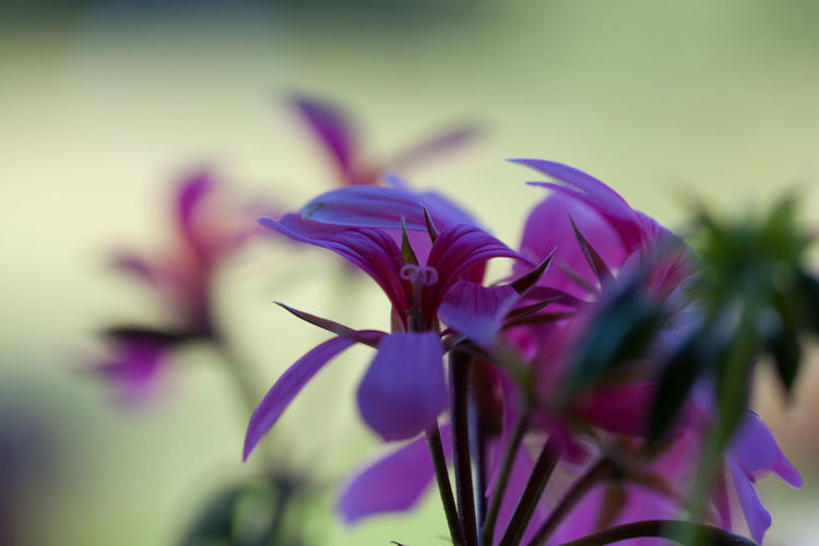 Close-up of purple flowering plant