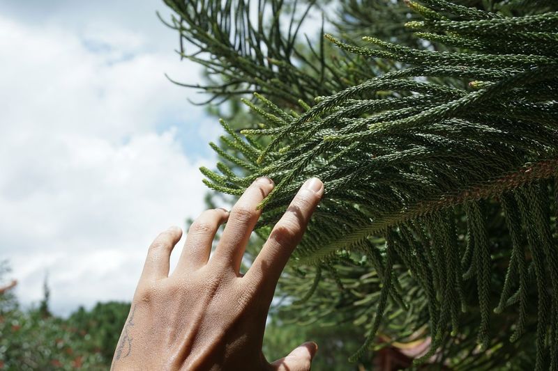 Close-up of hand on tree against sky