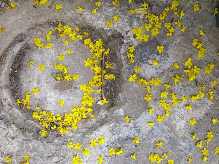 Close-up of lichen on yellow flower