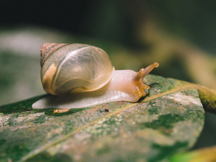 Snail in bako national park, borneo