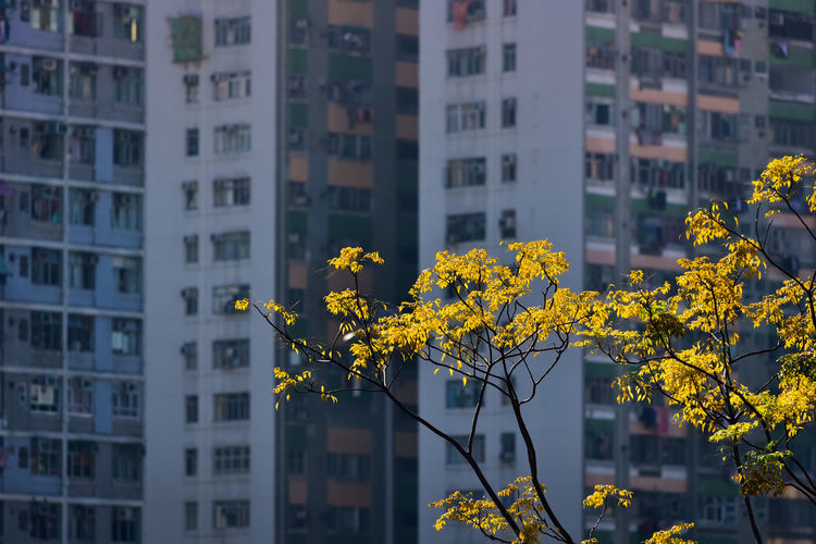 Yellow flowering plant against apartment building