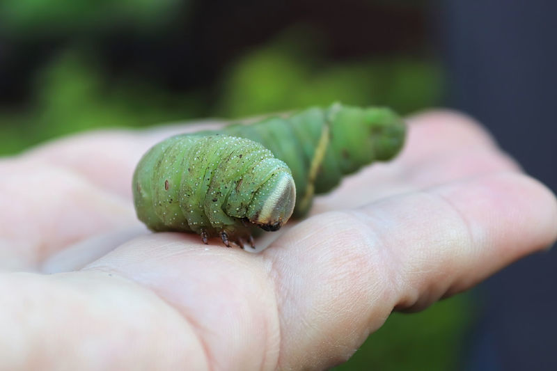Macro of a poplar moth caterpillar being held in a hand.