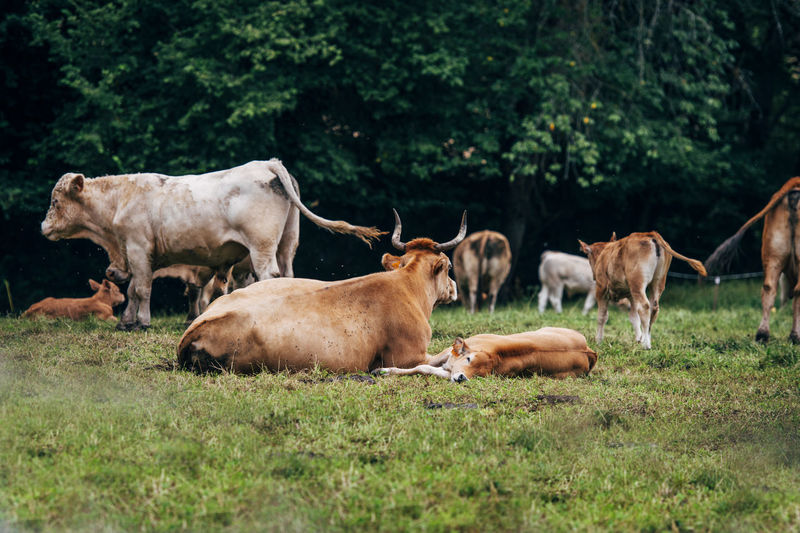 Cows and calves grazing in the forest