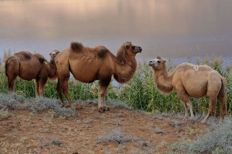 1139 trio of bactrian camels-e.bank of sumu barun jaran lake. badain jaran desert-nei mongol-china.