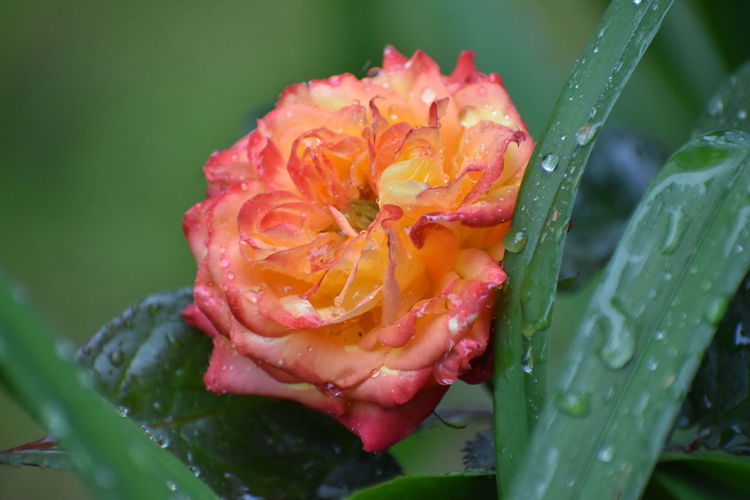 Rose with raindrops close up