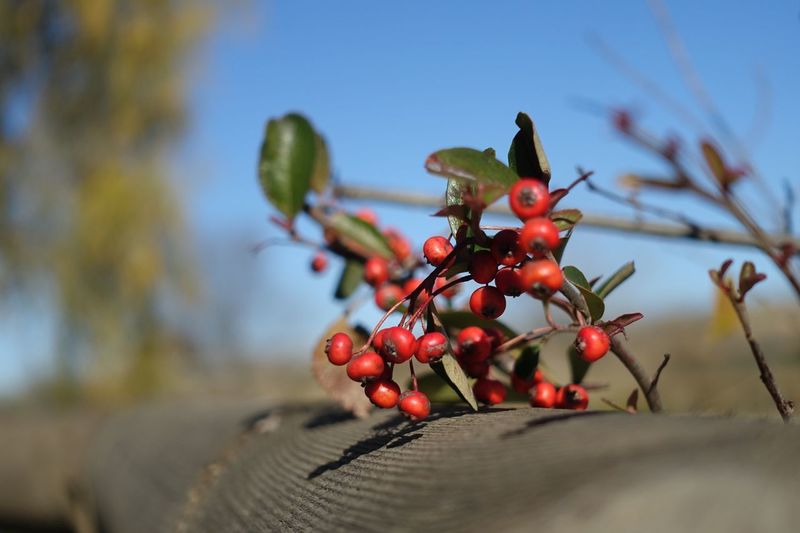 Close-up of red berries on tree against sky
