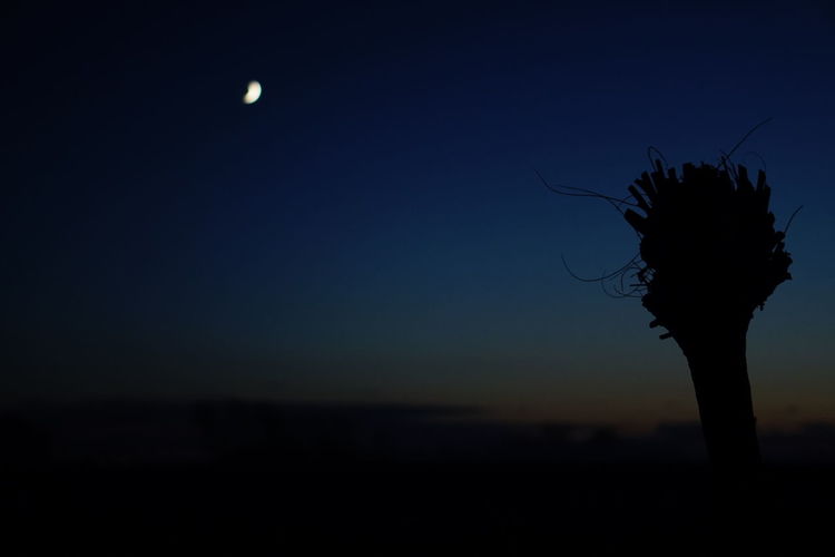 Close-up of silhouette plant against sky at night