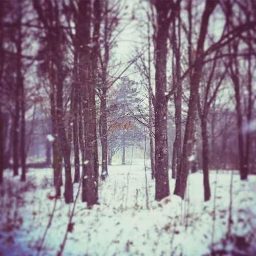 Bare trees in snow covered forest