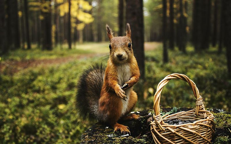 Close-up of squirrel by wicker basket in forest