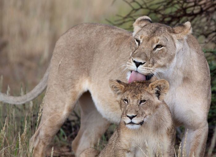 Lioness and cub