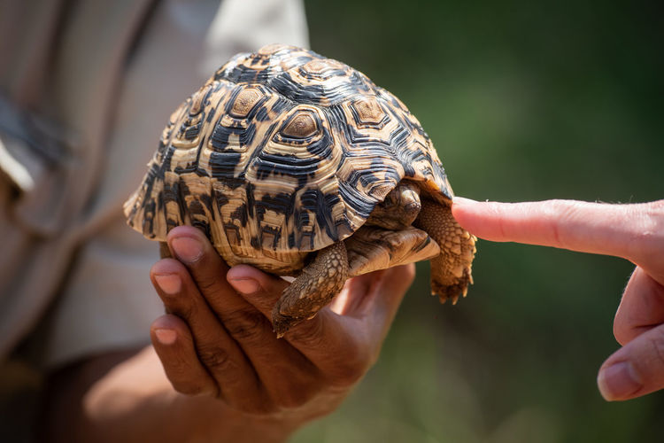 Close-up of people touching tortoise at serengeti national park