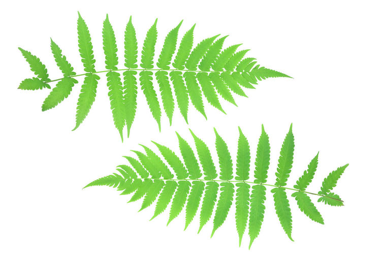 Close-up of fern leaves against white background